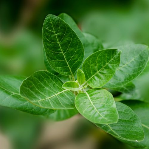 How Ashwagandha Can Help You Reduce Stress and Anxiety Naturally | Herbal Goodness