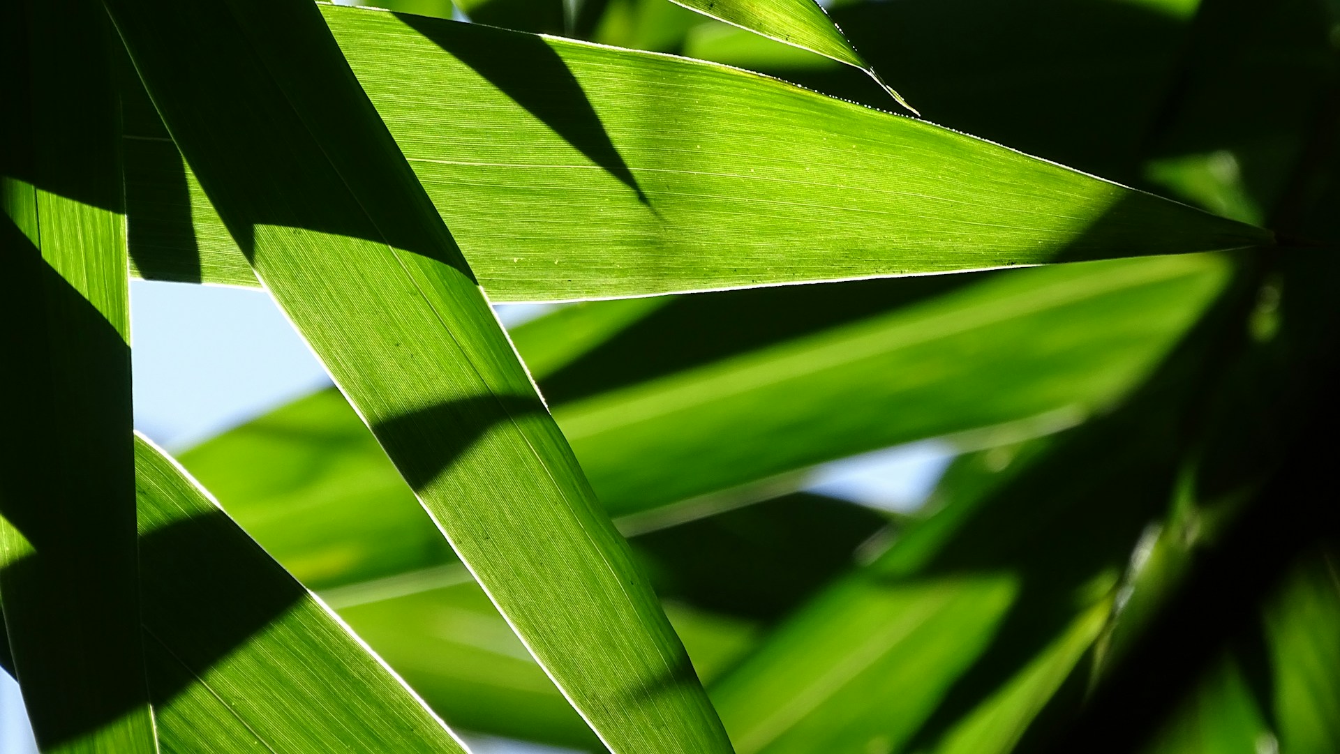The Secret Benefits of Bamboo Leaves That You Need to Know | Herbal Goodness