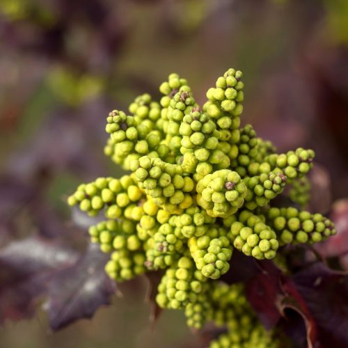 Oregon Grape Root: Discover Its Health Benefits and Uses| Herbal Goodness