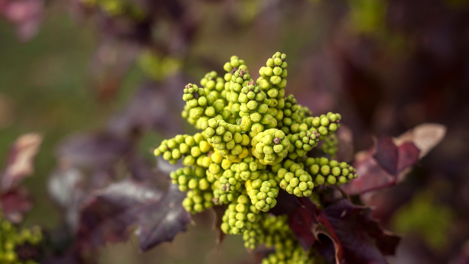 Oregon Grape Root: Discover Its Health Benefits and Uses| Herbal Goodness