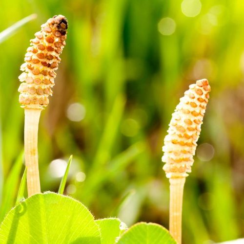 Horsetail: Nature's Ancient Herb for Modern Wellness | Herbal Goodness