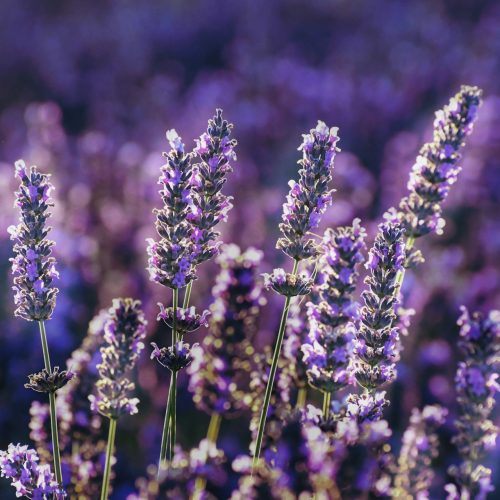 The Amazing Benefits and Uses of Lavender You Need to Know | Herbal Goodness