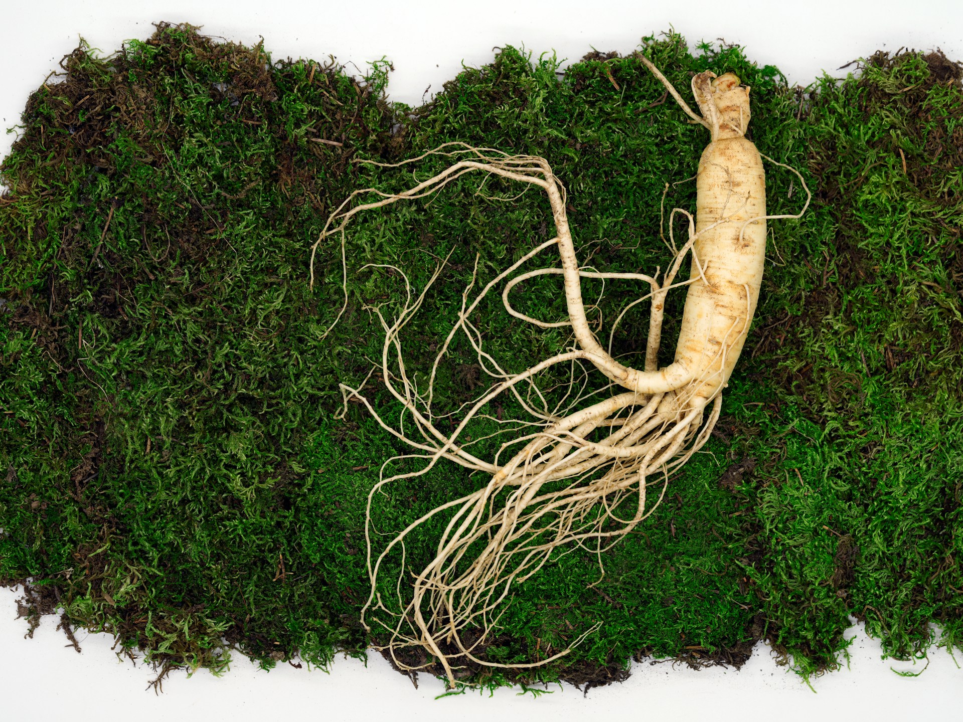 6 Incredible Benefits of Ginseng and How to Harness Them| Herbal Goodness