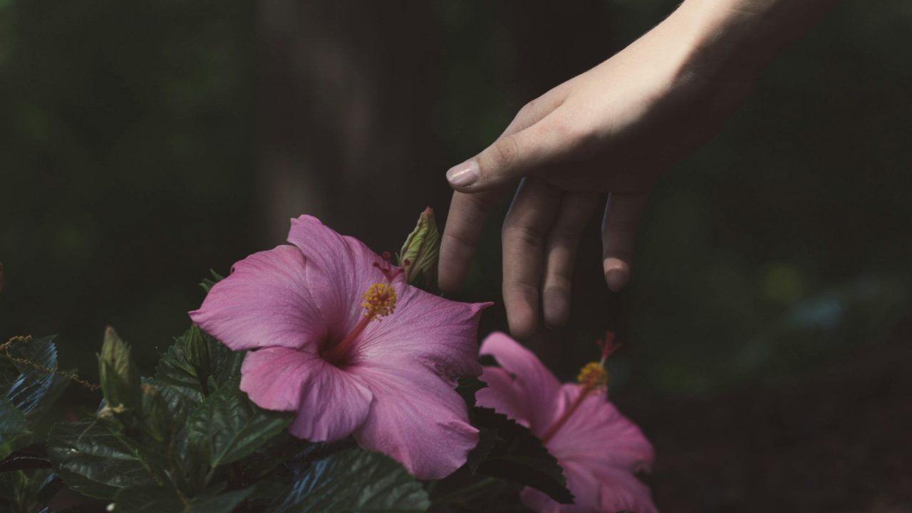 The Hibiscus Handbook: Everything You Need to Know About This Amazing Plant | Herbal Goodness