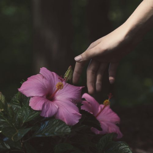The Hibiscus Handbook: Everything You Need to Know About This Amazing Plant | Herbal Goodness