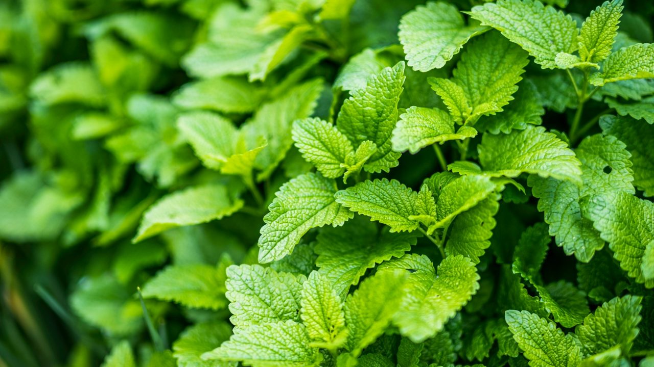 Lemon Balm: Nature's Answer to Stress, Sleep, and More | Herbal Goodness