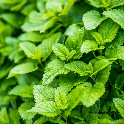 Lemon Balm: Nature's Answer to Stress, Sleep, and More | Herbal Goodness